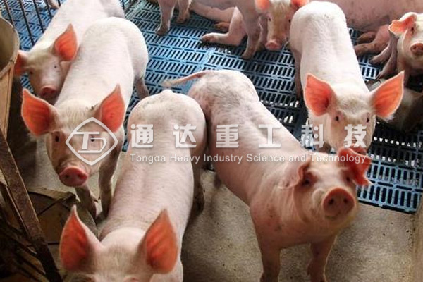 豬場如何處理豬糞?有人拿豬糞做有機肥，養(yǎng)殖戶都要買啥設(shè)備1.jpg