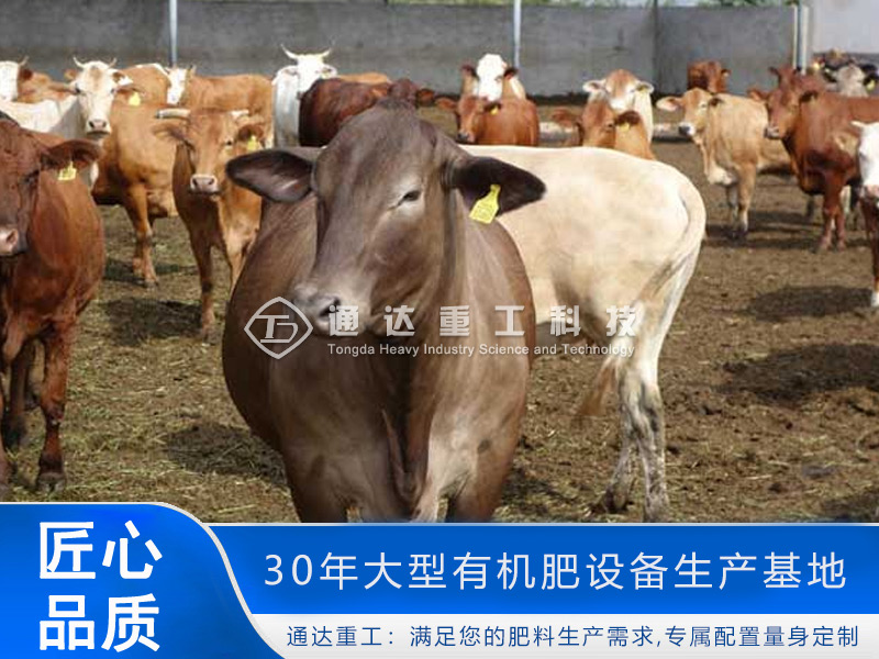 養牛場牛糞如何處理?牛糞這樣處理，環保部門也鼓勵你養牛