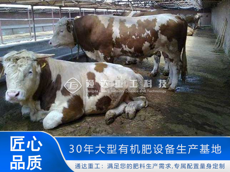 養牛場牛糞如何處理?牛糞這樣處理，環保部門也鼓勵你養牛